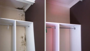 New Dorp staten island mold removal project 