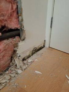 Todt Hill staten island NY mold removal project 